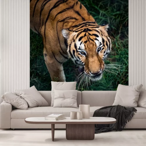 Sticker Bengaalse tijger in beweging en groen gras