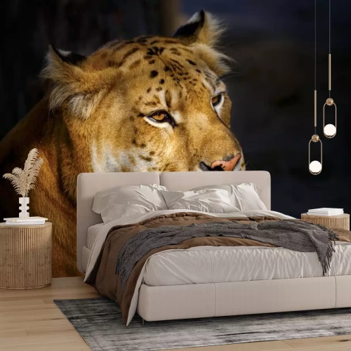 Sticker Tijgers gouden gevlekte tijger verlicht door de zon