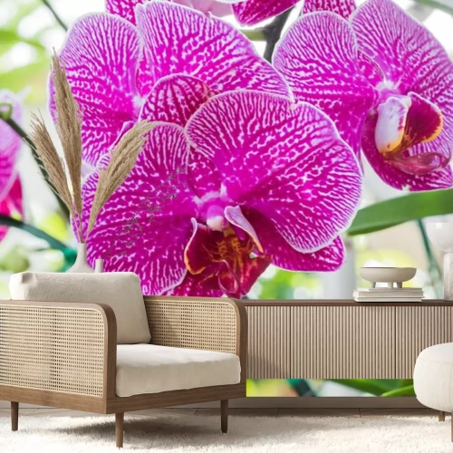 Sticker Roze en witte orchidee in het groen