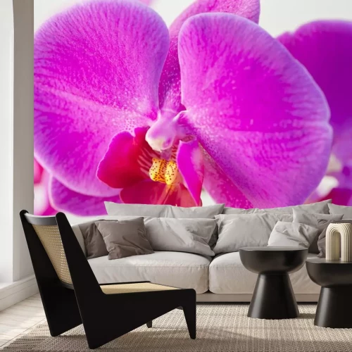 Sticker Close-up van een paarse orchidee