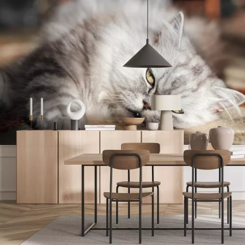 Sticker Perzische kat die in de zon koestert