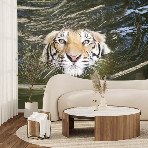 Sticker Een tijger in het water in beweging