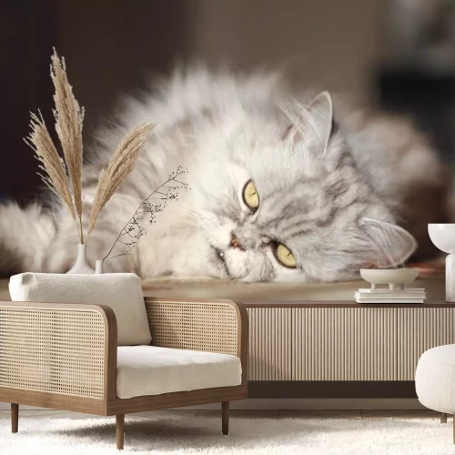 Sticker Rasechte katten Perzische kat die op de vloer rusten