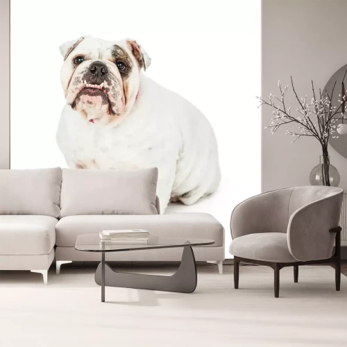 Sticker Rasechte Engels Bulldog zitten kijken vooruit