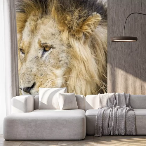 Sticker Savannah leeuw met zwarte manen en gouden ogen