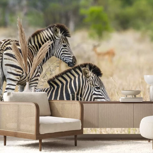 Sticker Plains zebra in het Kruger Nationaal park, Zuid-Afrika