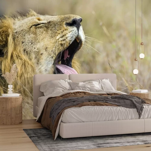 Sticker Een safarileeuw met zijn bek wijd open