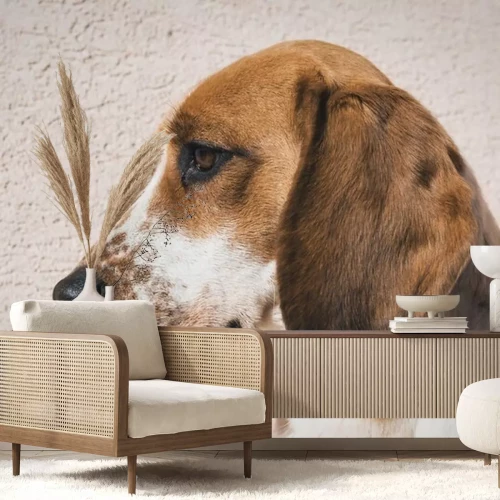 Sticker Leuke beagle met droevige ogen, adoptie rescue-concept