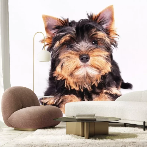 Sticker Yorkshire terrier puppy op een witte achtergrond