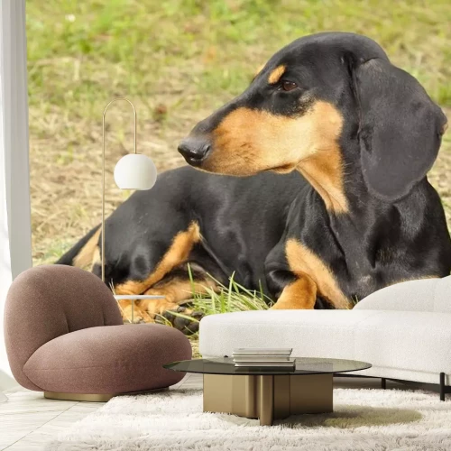 Sticker Teckel in het gras