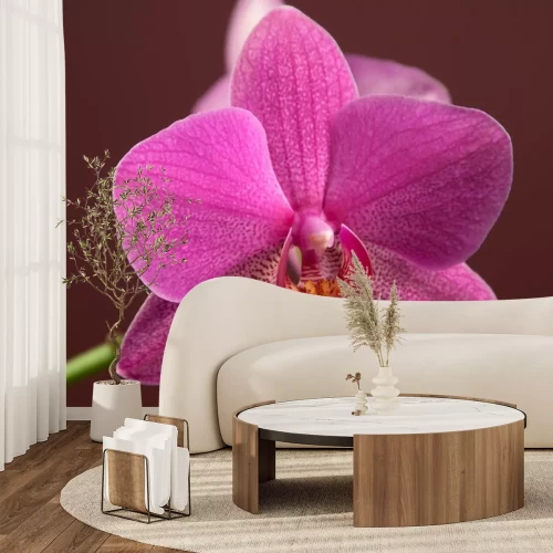 Sticker Orchidee orchidee close-up