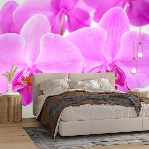 Sticker Orchidee orchidee in roze kleur