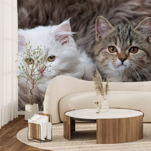 Sticker Katten met opgestoken oren in een pluizige deken