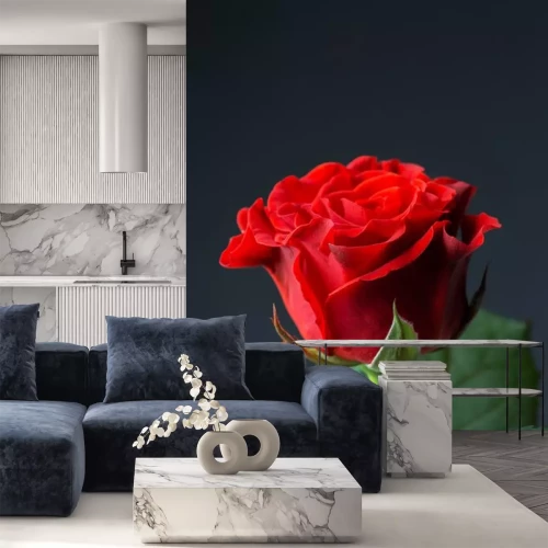 Sticker Rode roos op een donkere achtergrond