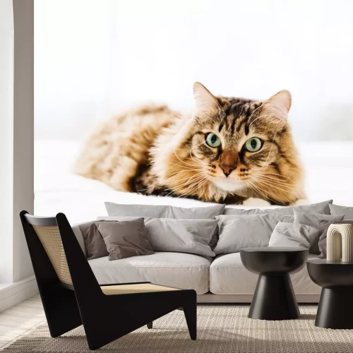 Sticker Katten huiskat op een wit bed