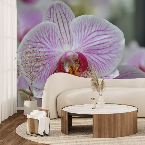 Sticker Witte en roze orchidee close-up