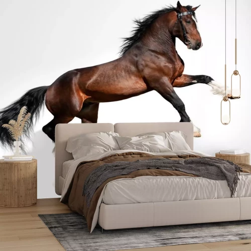 Sticker Baai paard op een witte achtergrond