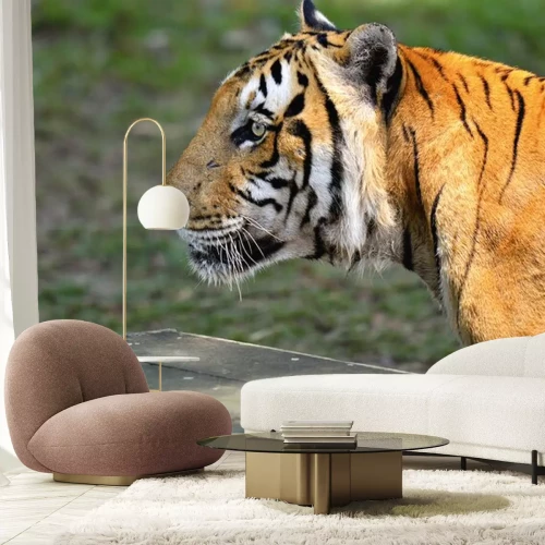 Sticker Een tijger in profiel tegen een groene achtergrond