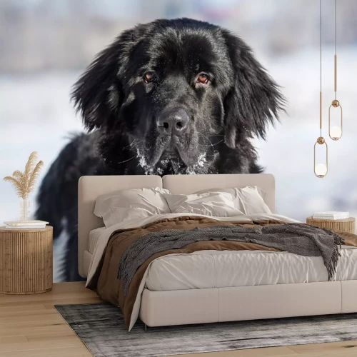 Sticker Portret van de hond van Newfoundland in de winter