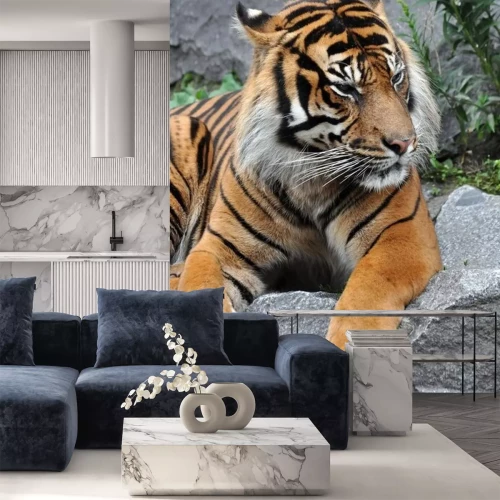 Sticker Tijger op stenen tijdens het rusten