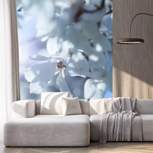 Sticker Witte magnolia's in de stralen van de zon