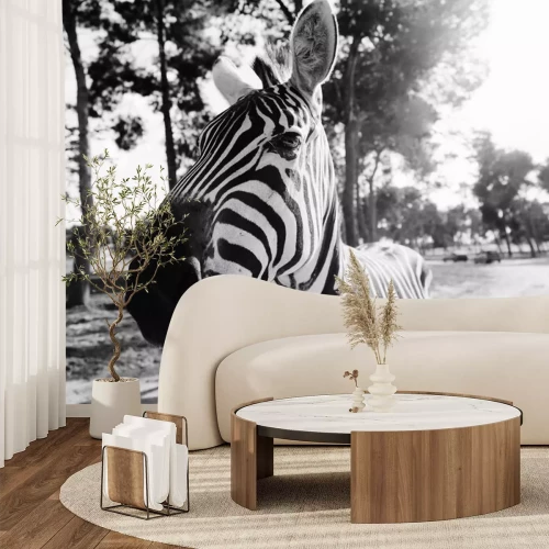 Sticker Zebra in safari in Tel-Aviv