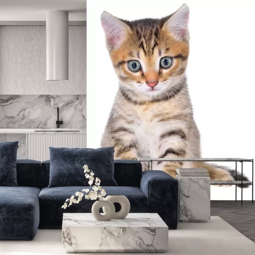 Sticker Katten een kleine kat met blauwe ogen en een roze neus