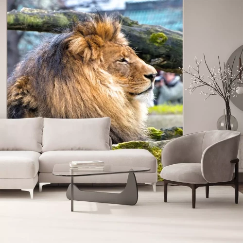 Sticker Rustige leeuw en mos