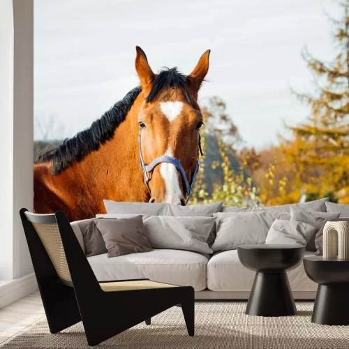 Sticker Het hoofd van een paard met een witte vlek in de vorm van een driehoek