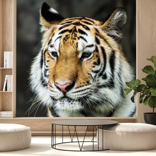 Sticker Tijgerportret in de natuur