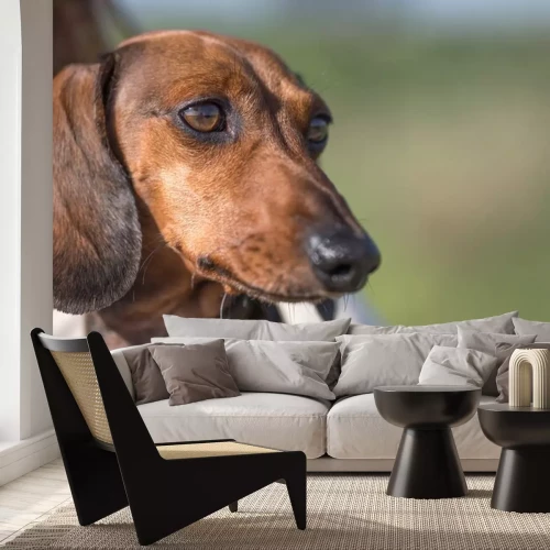 Sticker Close-up van leuke bruine teckel