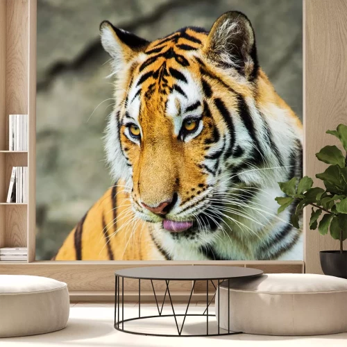 Sticker Tijger met gouden ogen portret