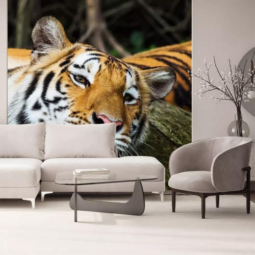 Sticker Gouden tijger met gesloten ogen