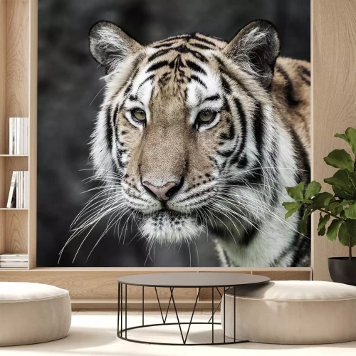 Sticker Tijger met lang wit snorportret