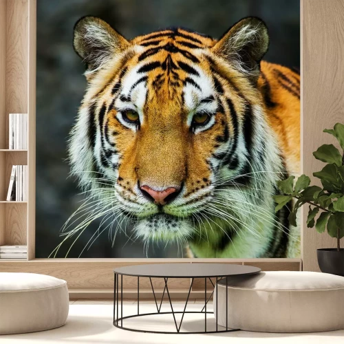 Sticker Tijgerclose-up op snuit