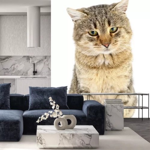 Sticker Katten huiskat met donzige vacht