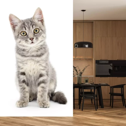 Sticker Katten Nieuwsgierige grijze kat met donkere accenten