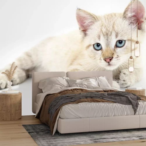 Sticker Katten witte kat met droevige blauwe ogen