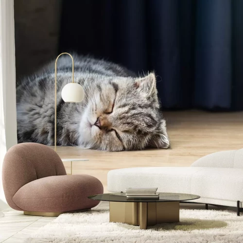 Sticker Katten binnenlandse kat die op de vloer rusten