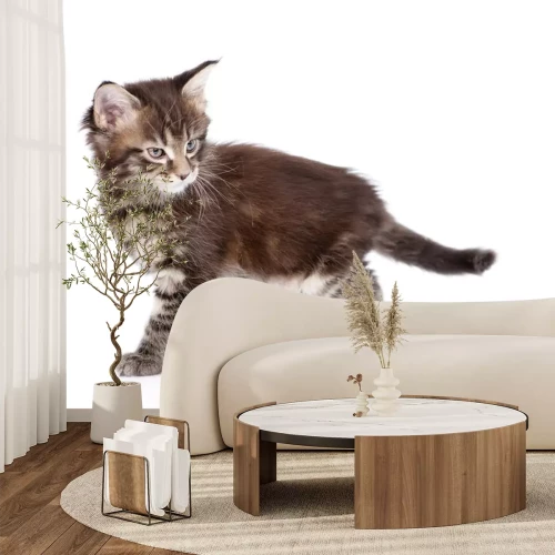 Sticker Katten kleine huiskat die vooruit loopt