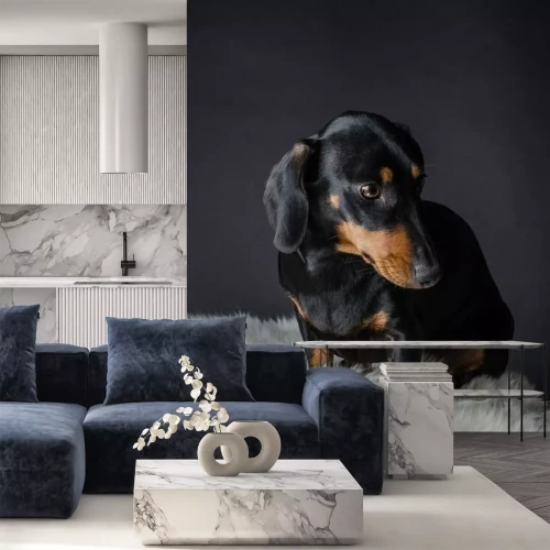 Sticker Een leuke tekkel portret in de studio