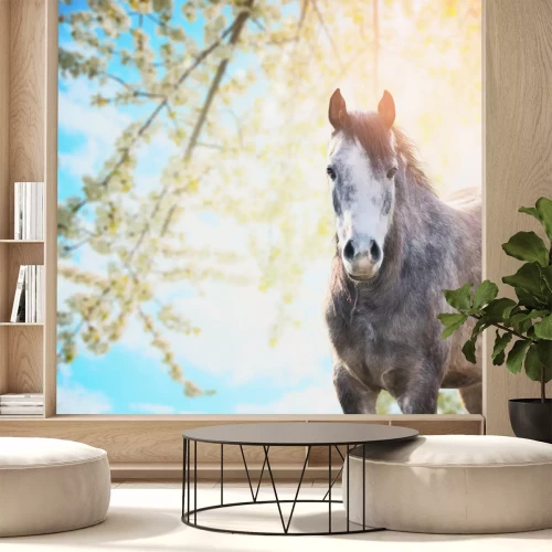 Sticker Paarden grijze mount en zonnestralen