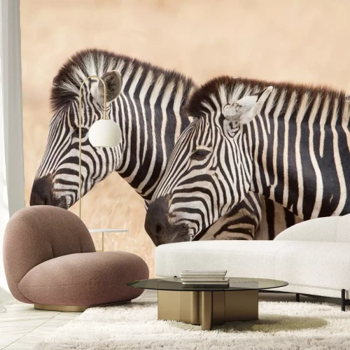 Sticker Zebra's, Kruger park, Zuid-Afrika