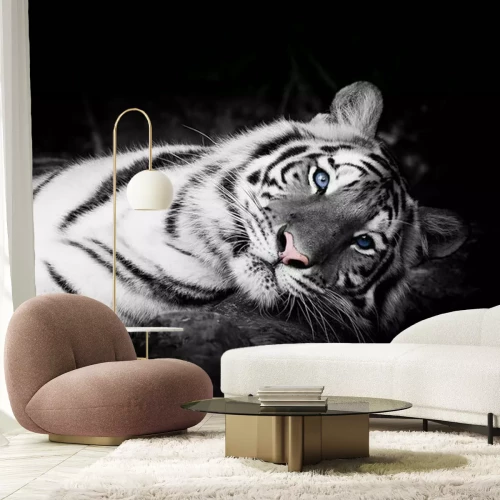 Fotobehang Witte tijger met blauwe ogen