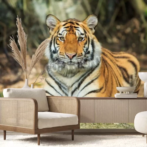 Fotobehang Tijger rustend op een steen