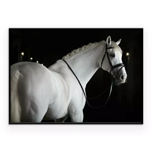 Poster Een wit paard in een donkere stal