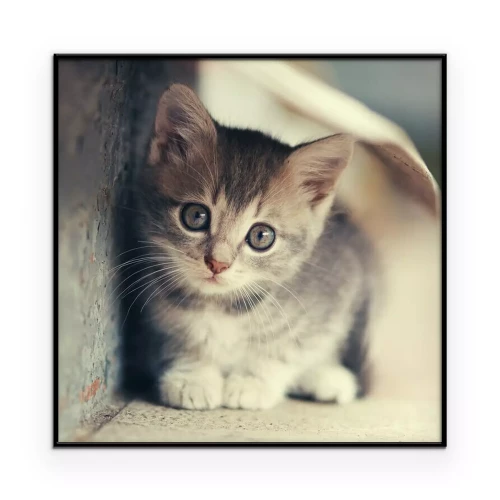 Poster kleine schattige katje openlucht plaatsing