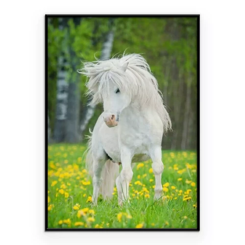 Poster Een witte pony in een bloeiende open plek.