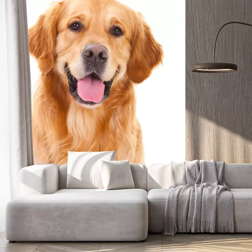 Sticker golden retriever hond zittend op geïsoleerde witte