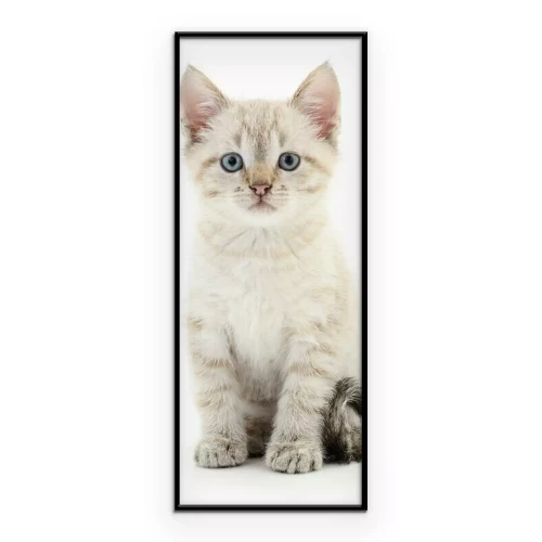 Poster Een grijs kitten zit op een lichte achtergrond.